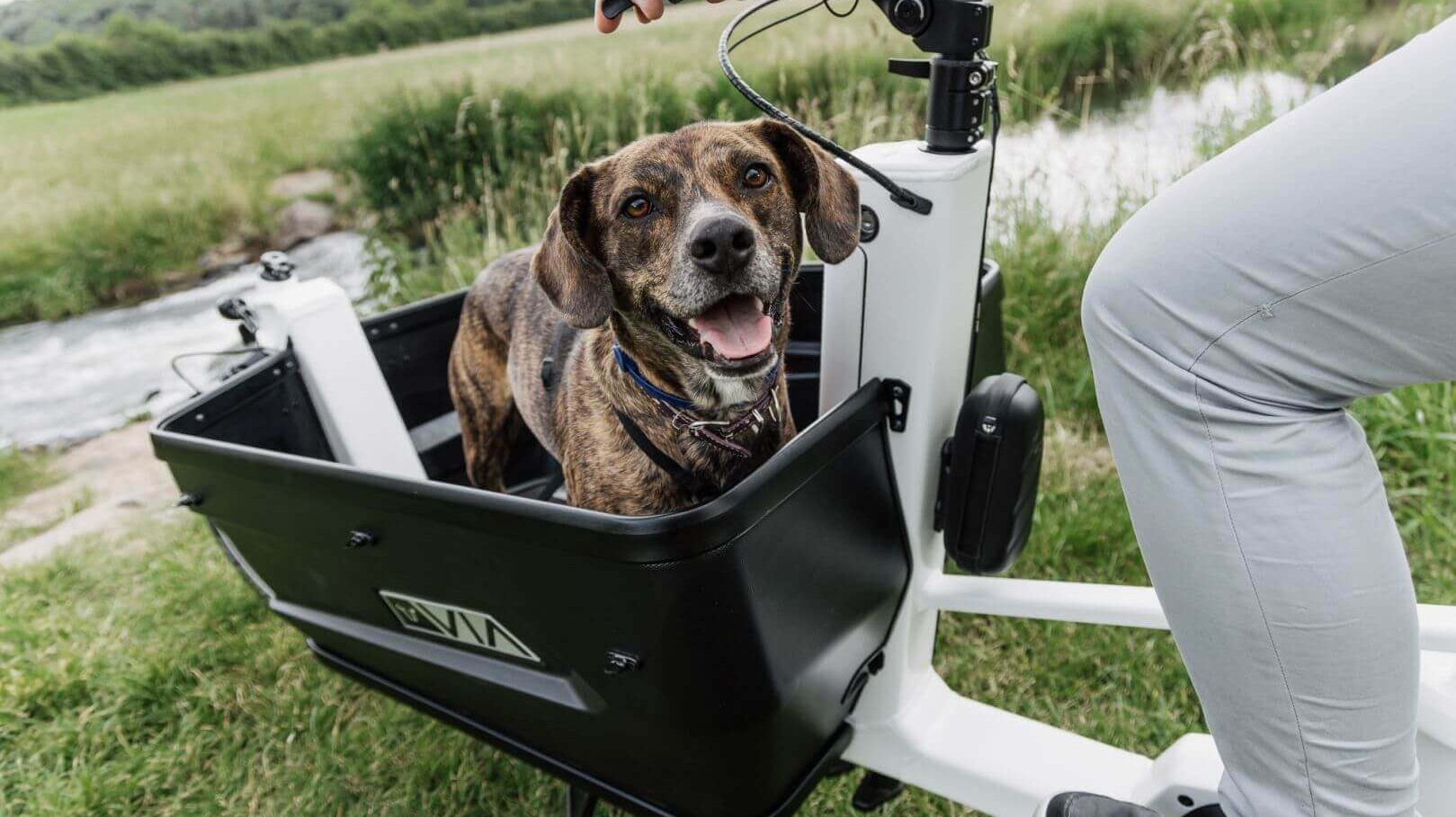 E-Bikes online kaufen – Überblick zu Modellen und Kaufkriterien